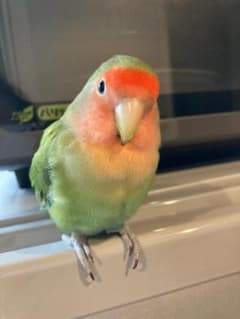 コザクラ確認用写真のサムネイル