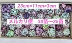 ピンクディオラ入り 多肉植物 カット苗　訳あり 多肉弁当 寄せ植え 詰め合わせのサムネイル