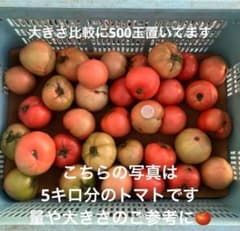 訳あり新鮮トマト 5キロ分のサムネイル
