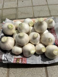 生にんにく　愛知県産　令和8年度収穫　５キロ 生にんにく 愛知県産 令和8年度収穫 訳あり。 - メルカリ
