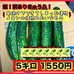 超！訳ありきゅうり！5キロ(果焼けきゅうり→食べるのに支障なし)日付指定×のサムネイル