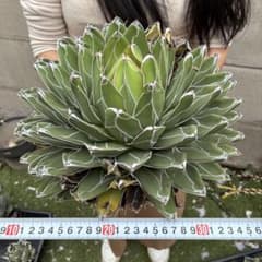 809 アガベ ビクトリアレジーナ 笹ノ雪 極上斑 超大株 美肌 極美