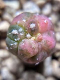 現物 レア 多肉植物 サボテン キャンディー兜錦 0.9cm 抜き苗 - メルカリ