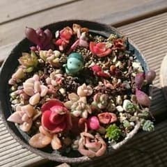 多肉植物赤ちゃん葉ざしのサムネイル