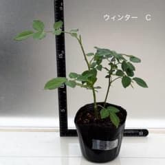 ミニバラ　ウィンターマジック　Cのサムネイル