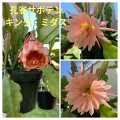 ⭐️限定品‼️希少‼️ 孔雀サボテン、クジキング・ミダス、カット苗1本のサムネイル