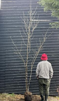 山採り天然 アオダモ 3本株立ち 3 - メルカリ