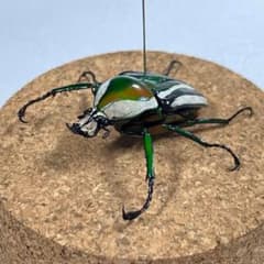 シロヘリミドリツノカナブン オス 立体標本 ガラスケースのサムネイル