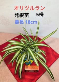オリヅルラン オリズルラン 斑入り 発根苗 5株 繁栄 恋愛運 観葉植物