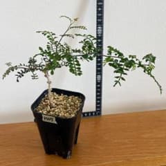 オペルクリカリア パキプス M07 実生 2年 seedstock 塊根植物 - メルカリ