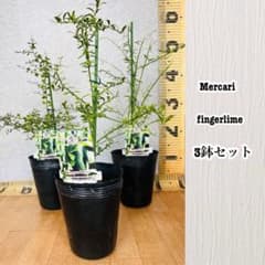 柑橘2年生　フィンガーライム接木苗／苗　まとめて3鉢　撮影品発送 柑橘2年生 フィンガーライム接木苗／苗 3鉢セット 撮影品発送 - メルカリ