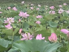 古代ハスの種 8粒のサムネイル