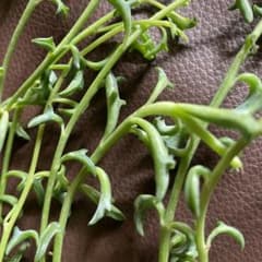 ドルフィンネックレス　多肉植物のサムネイル