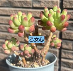 多肉植物 乙女心 根付き 抜き苗 - メルカリ