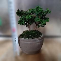 石化檜　超メルカリ市限定価格 小品盆栽石化檜 - メルカリ