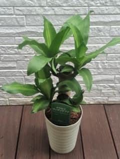 ドラセナ マッサンゲアナ 幸福の木 観葉植物のサムネイル