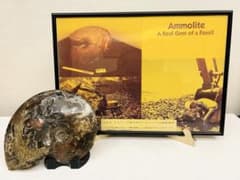 楊駿輝様専用 アンモライト（Ammolite）原石 - メルカリ
