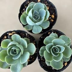 多肉植物✩.*˚七福神 抜き苗 エケベリア 多肉植物 七福神 抜き苗3株セット - メルカリ