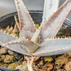 ロウルサンコさんラベル付き☆多肉植物 アロエ ブラッドサースティー ロウルサンコさんラベル付き☆多肉植物 アロエ マッドシャーク - メルカリ