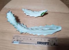 ホワイトゴースト カット苗 2本セットのサムネイル