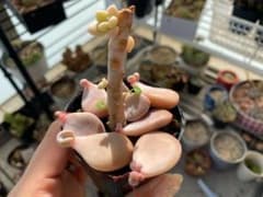 多肉植物 オパリナ？のサムネイル