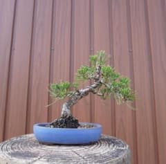 太幹重厚・極美模様木】黒松 盆栽 樹高17cm×横幅18cm ミニ盆栽 鉢付き