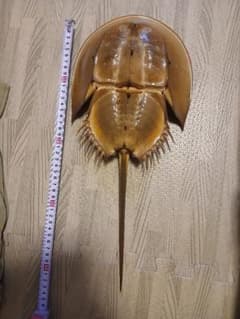 野生カブトガニ　脱皮殻　約４３センチのサムネイル