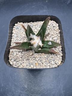アリオカルプス　ブラボアナス　サボテン　国内繁殖品　実生のサムネイル