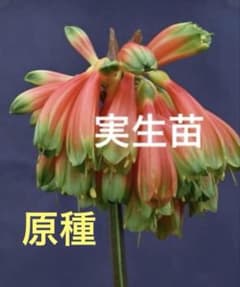 原種 クンシラン 実生苗 ③ - メルカリ