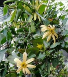 マーガレットアイビー 小苗 抜き苗 多肉植物 宿根草 - メルカリ