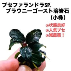 ◆特◆ブセファランドラSP.ブラウニーゴースト溶岩石（小株） #ブセさかな屋のサムネイル