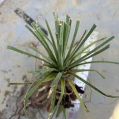 た*り様 ユッカ ロストラータ 抜き苗 根付き 現品 多肉植物 ドライガーデンのサムネイル