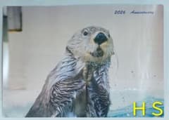 完売】新品 鳥羽水族館 ラッコ キラちゃん ポスター - メルカリ