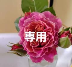 人気∥廃盤希少切花品種∥バラ苗 ラストです❗ - メルカリ