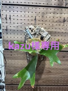 【kazu様専用】ビカクシダ ビフルカツム　 ネザーランド 　植物3点セットのサムネイル