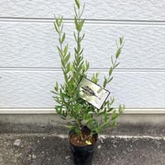 オリーブの木 【ひなかぜ】 苗木最新品種 4.5号ポット 約75cm - メルカリ
