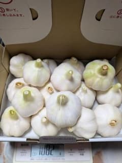自然微生物栽培　にんにく　Mサイズ　1ｋｇのサムネイル
