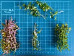 無農薬　水草4種のサムネイル