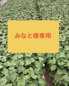 みなと様専用切り苗 紅あずま30本と紅はるか10本のサムネイル