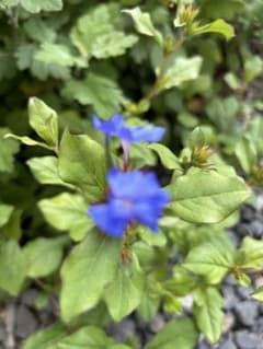 ルリマツリ モドキ青花 、かりうえ苗のサムネイル