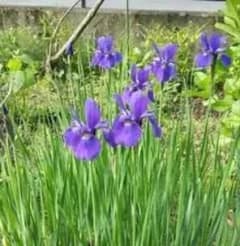 鮮やかな紫色の花 アヤメ 菖蒲 庭植え用のサムネイル