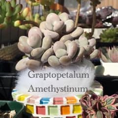 アメジスチヌム　群生　多肉植物のサムネイル