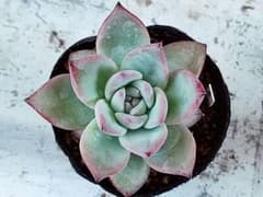 多肉植物　ブラックサバス①のサムネイル