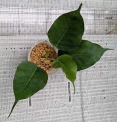 インドボダイジュ　苗木　プラカップでのサムネイル