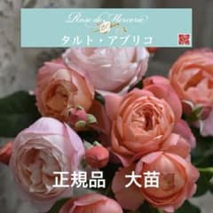 正規品 大苗 河本バラ園 ローズドゥメルスリー タルトアブリコ 7寸