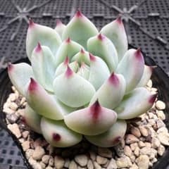 桃太郎 多肉植物 抜き苗 - メルカリ