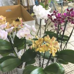 ミディ胡蝶蘭 椎名洋ラン 6種6鉢 2~3本立花付き現品ギフトにも