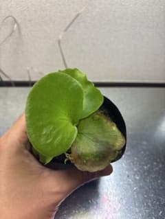 ビカクシダ Platycerium コロナリウム 30 胞子培養のサムネイル