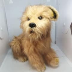 HＡNSＡ　犬 ぬいぐるみ リアル ノーフォークテリア　（紙タグなし）　ハンサのサムネイル