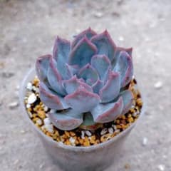 多肉植物】ダークアイス 抜き苗 - メルカリ